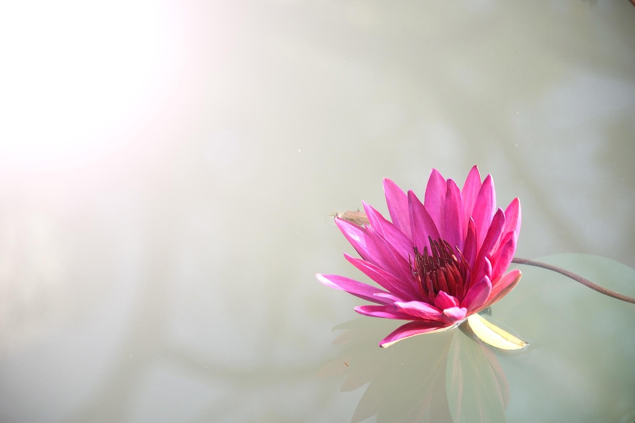 Is Premium Lotus365 Promo Code With Gpay Legal in India? Full Legal Analysis 2026